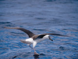 Black-Browed Albatross Fly-Walks over Ocean Surface