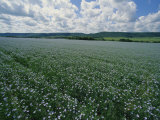 Flax Field, Saskatchewan, Canada