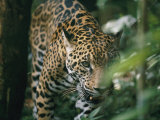 A Captive Leopard Stalks Through the Dark Brush