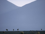 Ostriches in the Atacama Desert