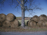 Buy Bales of Hay Lie Next to a Denuded Tree in an Autumn Landscape at AllPosters.com