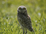 Buy Burrowing Owl at AllPosters.com