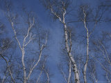 Buy Leaf-Less Birch Trees Stretch Towards a Blue Winter Sky at AllPosters.com