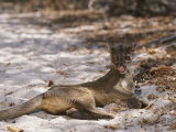 Buy A Fossa Relaxes on the Ground at AllPosters.com