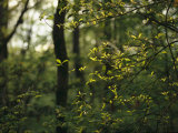 A Woodland View with American Holly Tree in Foreground