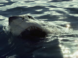 Gray Reef Shark with Sharksucker Attached to its Belly