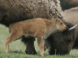 American Bison Calf Stands Next to Mother