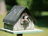 A Tree Swallow Perched at the Door of a Birdhouse
