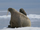 A Female Atlantic Walrus Lets Her Infant Rest on Her Back