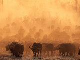 A Herd of Cape Buffalo Create a Dust Cloud