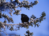 A Blackbird Roosts on a Tree