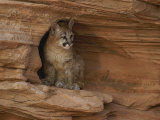 A Young Mountain Lion Rests in a Rocky Niche