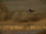 A Northern Harrier Hawk, Circus Cyaneus, Flying