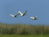 Ibises in Flight