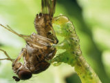 A Eupithecia Caterpillar Snags a Fruit Fly for Lunch