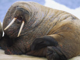 An Atlantic Walrus