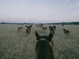 Buy Horses in the Fog at AllPosters.com
