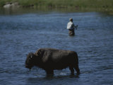A Fisherman and Buffalo Share Water Space in the Yellowstone River