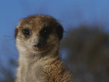 Buy A Close View of a Meerkat (Suricata Suricatta) at AllPosters.com