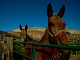 Mules on a Farm