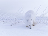 An Arctic Fox Almost Blends into the Snow