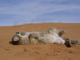 A Young Mountain Lion Rolls in Desert Sand