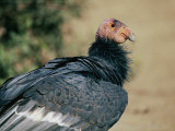A Captive California Condor