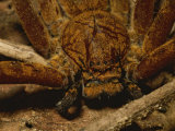 A Close View of a Large Huntsman Spider, Heteropoda Species