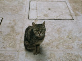 Brown Tabby Cat Sitting on Tiles Looking up at the Camera