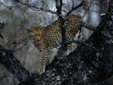 A Leopard (Panthera Pardus) in a Tree