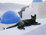A Black Cat Sitting Atop a Low Wall