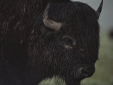 A Close View of an American Bison Wet with Rain