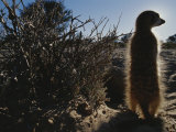 Buy A Meerkat (Suricata Suricatta) Stands Next to its Burrow at AllPosters.com