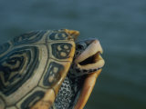 Diamondback Terrapin