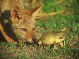 Buy A Golden Jackal is Curious About an African Bullfrog at AllPosters.com
