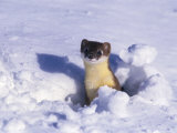 Buy A Weasel Pops out of the Snow at AllPosters.com