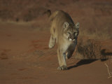A Mountain Lion Runs Through a Desert