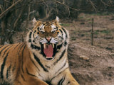 A Captive Tiger with Mouth Wide Open