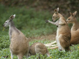 A Group of Captive Antelopine Kangaroos, Macropus Antelopinus