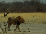 Ntwadumela, One of the Two Adult Males That Control the Group Dubbed the Central Pride
