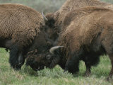 American Bison Spar During the Summer Mating Season