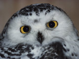 Portrait of a Snowy Owl