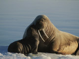 An Infant Atlantic Walrus Nuzzles its Mother