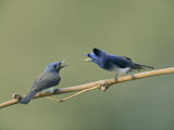 A Male and Female Indian Flycatcher Communicate with Each Other