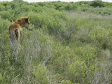 Buy Chincoteague Pony in the Brush at AllPosters.com