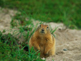 An Arctic Ground Squirrel in Pauses by its Burrow