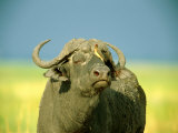 Cape Buffalo with a Yellow-Billed Oxpecker