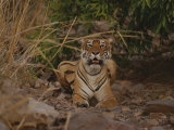 A Bengal Tiger at Attention