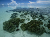 Buy Coral Reef at Low Tide off of Kapalai Island at AllPosters.com