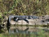Alligator Basking on Tree Trunk, Belize